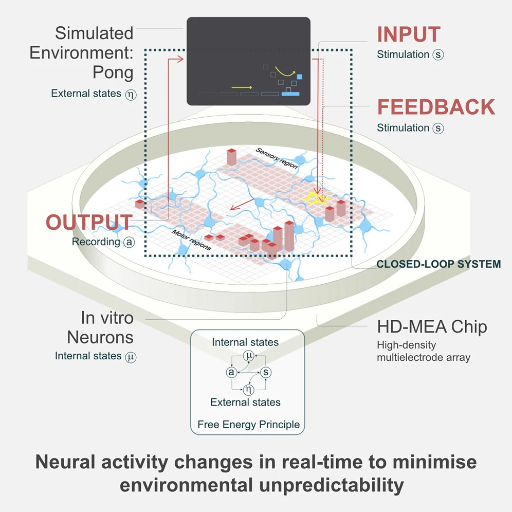 DishBrain closed-loop Pong experiment showing neurons on a high-density multielectrode array connected to a simulated environment