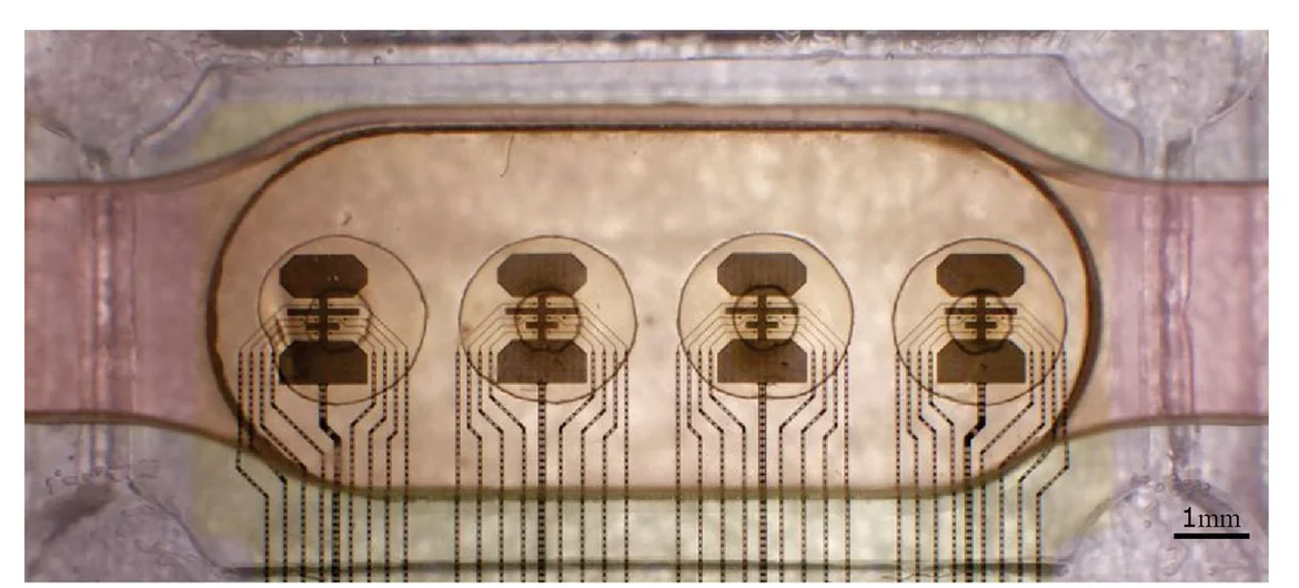 Four-site multielectrode array used in the FinalSpark Neuroplatform