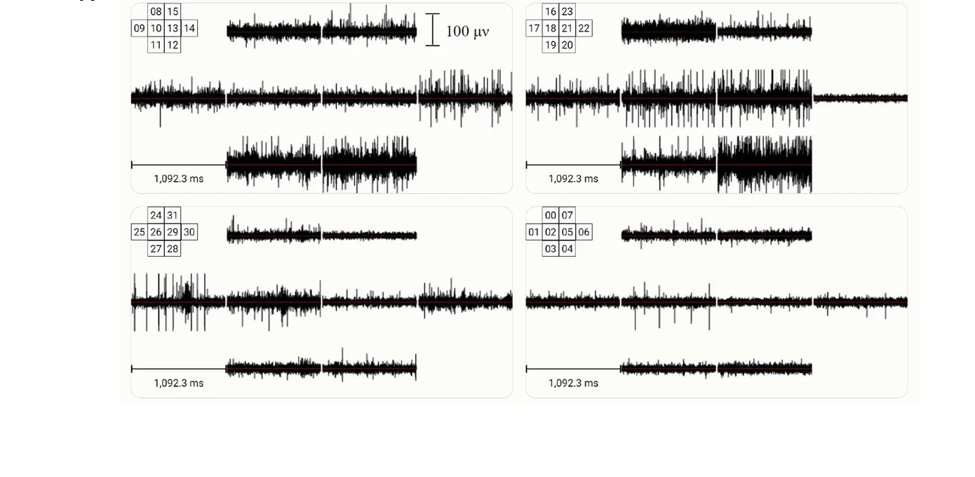 Electrical activity recorded from 32 electrodes in the FinalSpark Neuroplatform