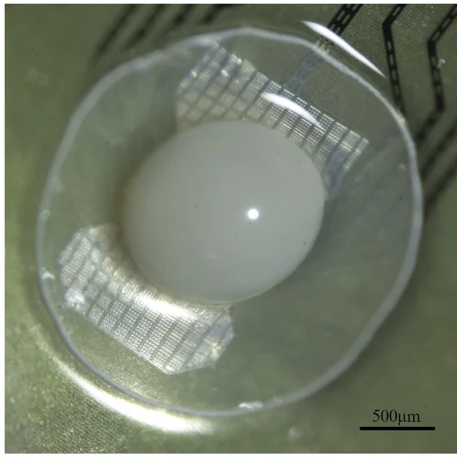 Forebrain organoid positioned on electrodes of a multielectrode array